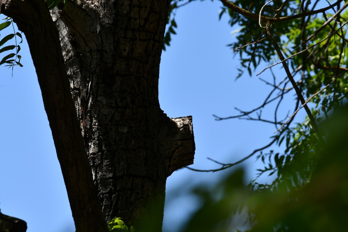 Hairy Woodpecker - ML635499823