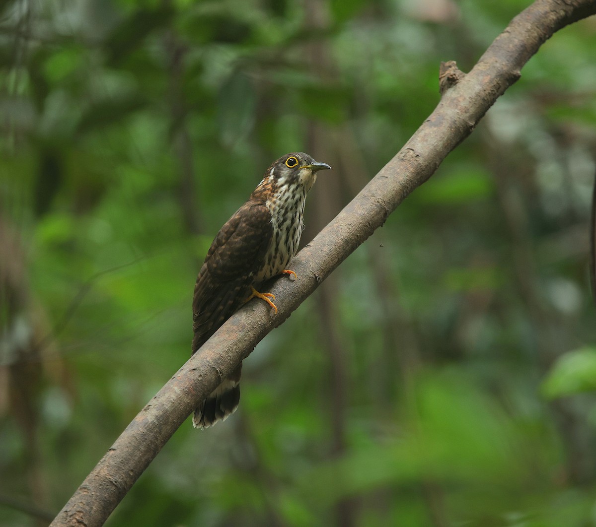 Moustached Hawk-Cuckoo - ML635499865