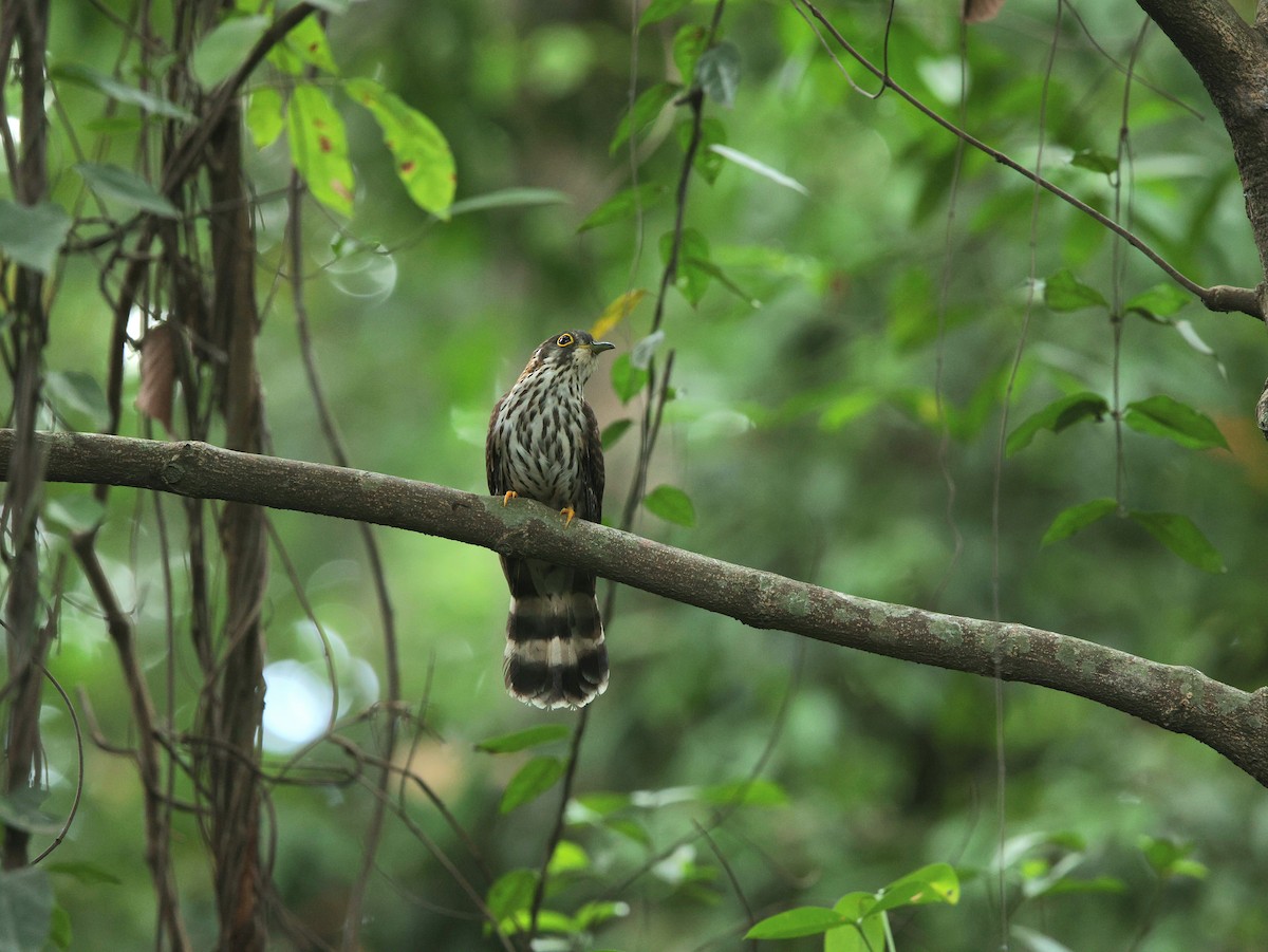 Moustached Hawk-Cuckoo - ML635499874