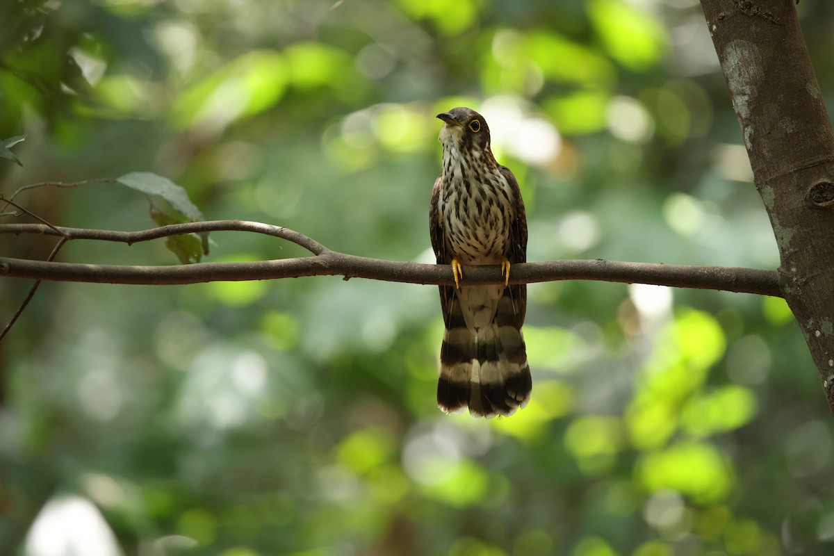 Moustached Hawk-Cuckoo - ML635499875