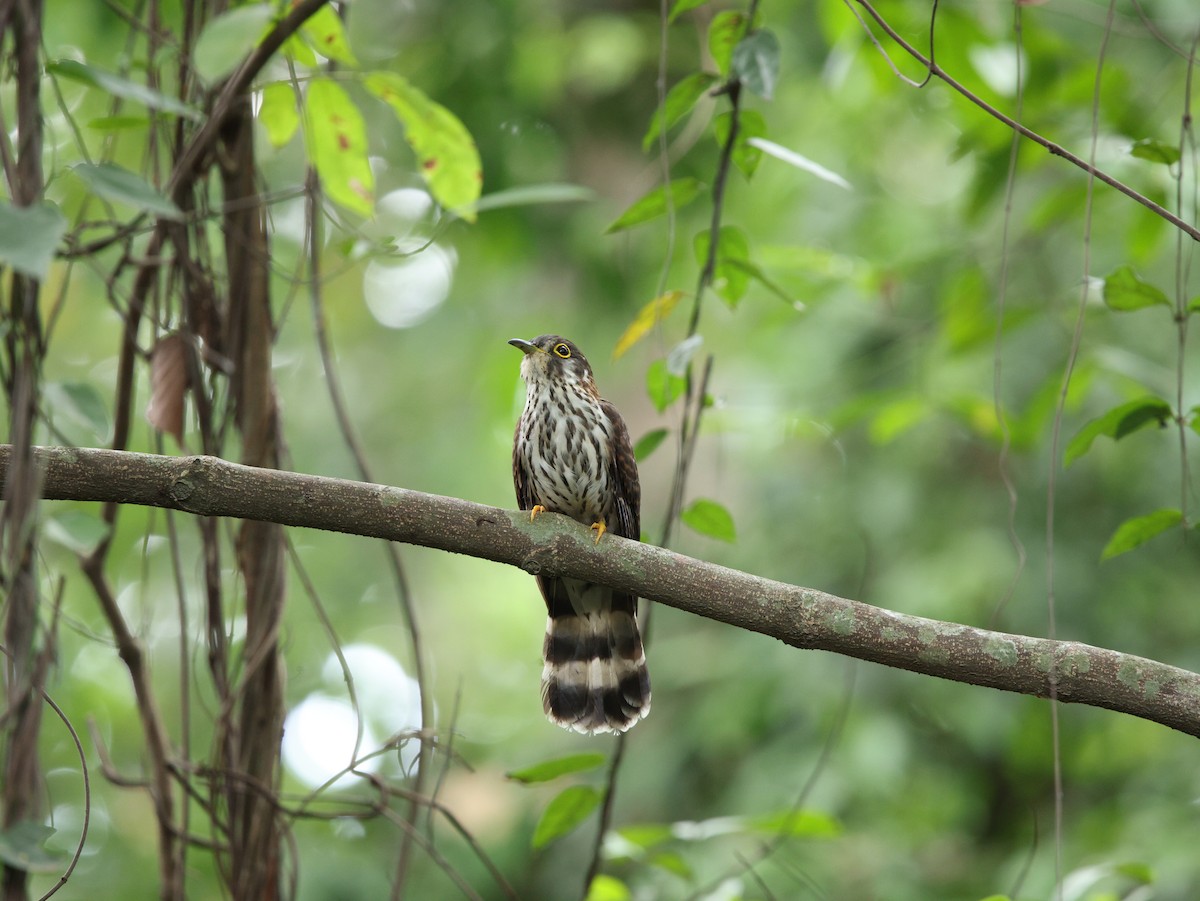 Moustached Hawk-Cuckoo - ML635499876