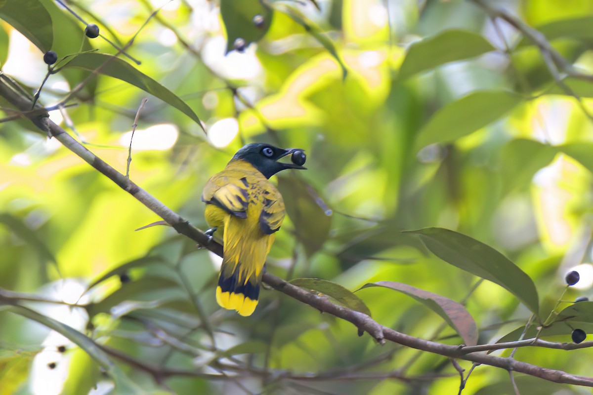 Black-headed Bulbul - ML635499884