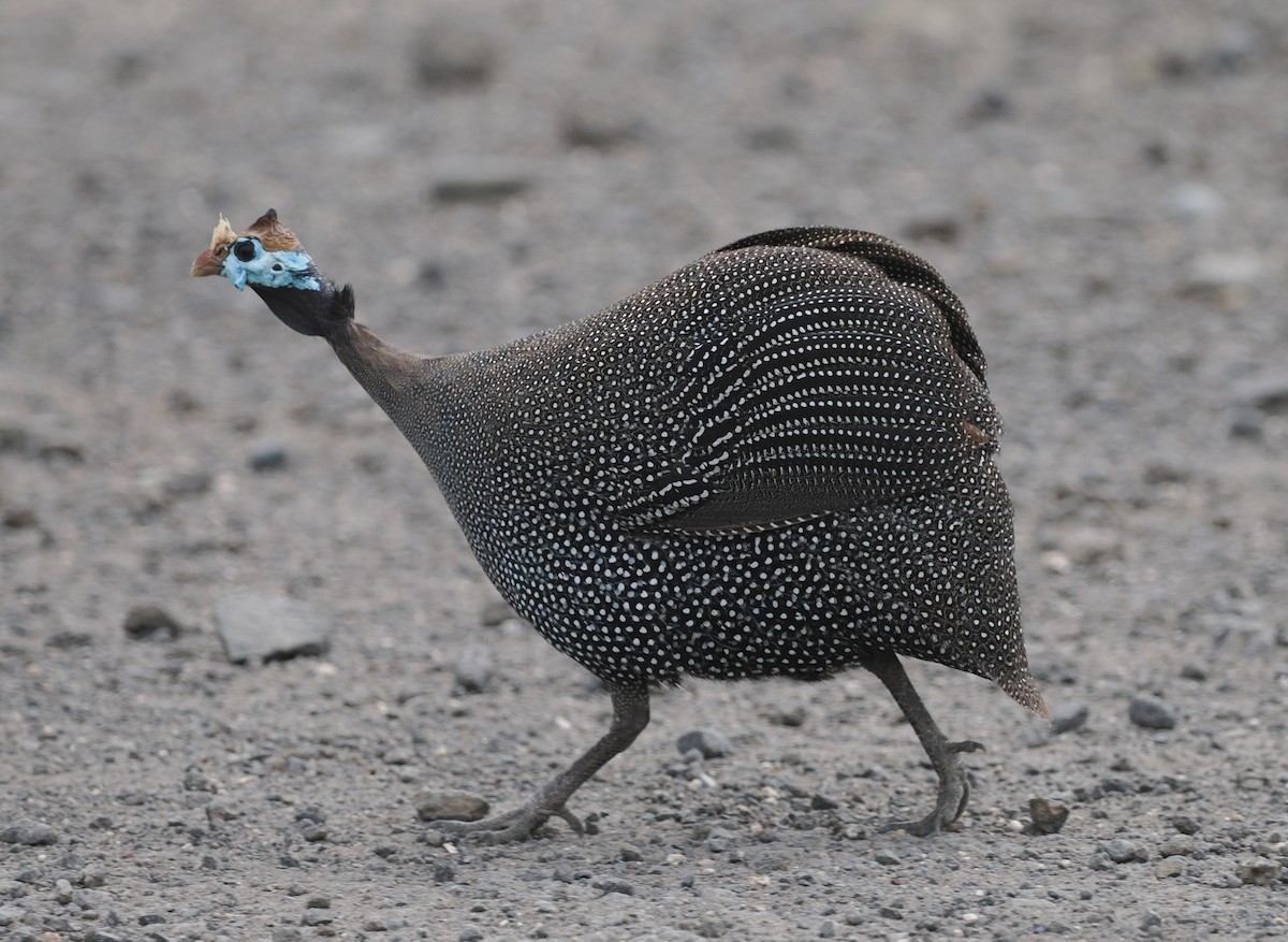 Helmeted Guineafowl - ML635499940