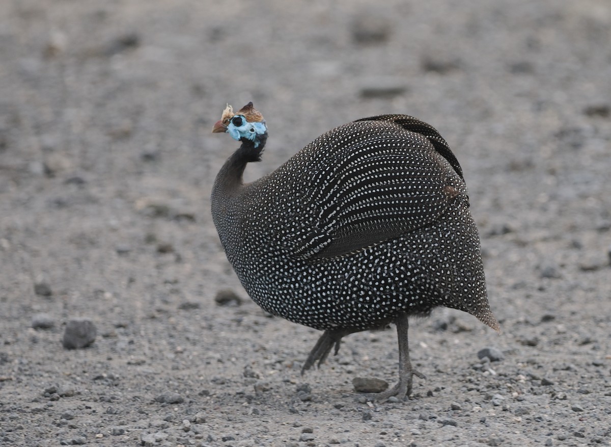 Helmeted Guineafowl - ML635499941