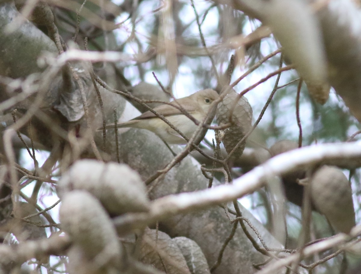 Western Olivaceous Warbler - ML635499943
