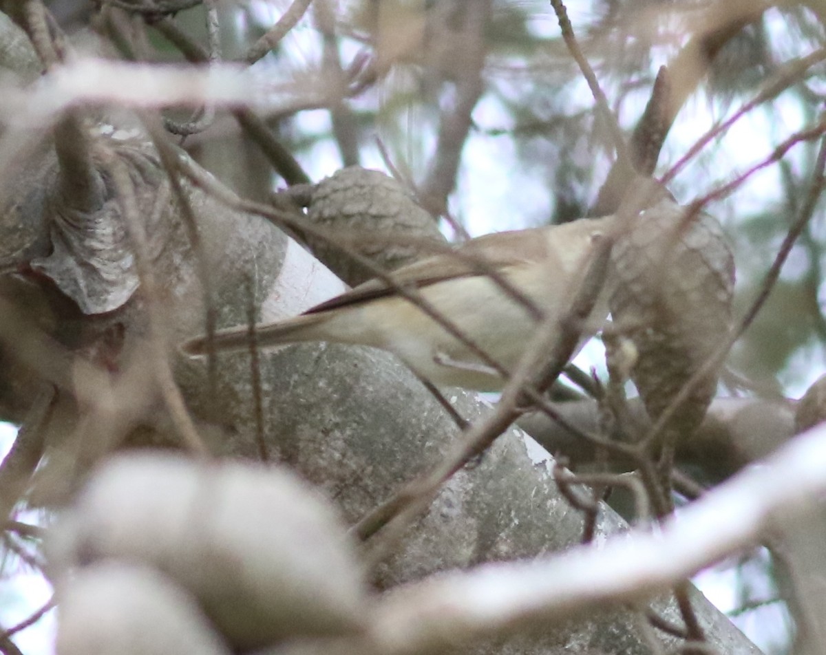 Western Olivaceous Warbler - ML635499954