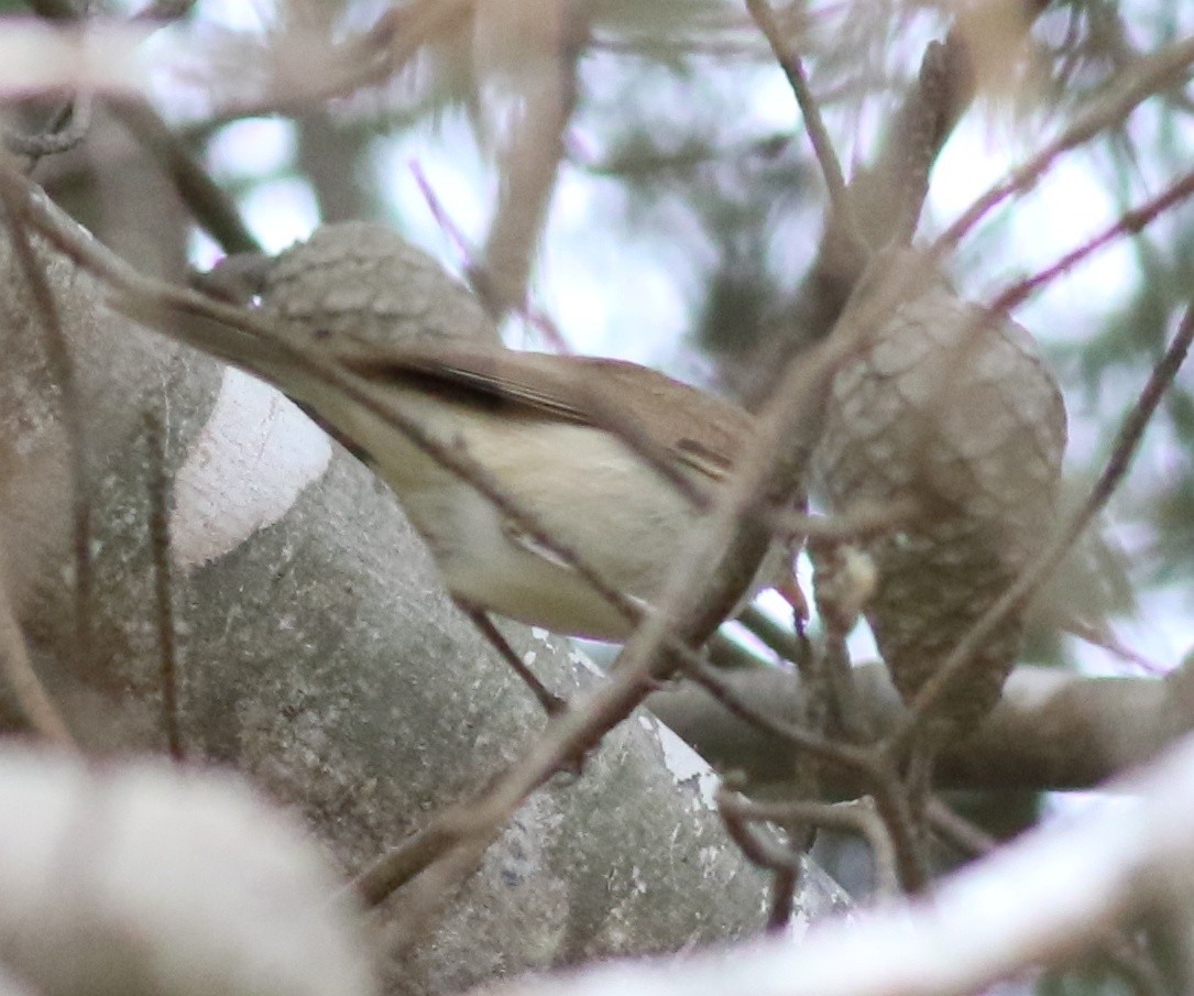 Western Olivaceous Warbler - ML635499955