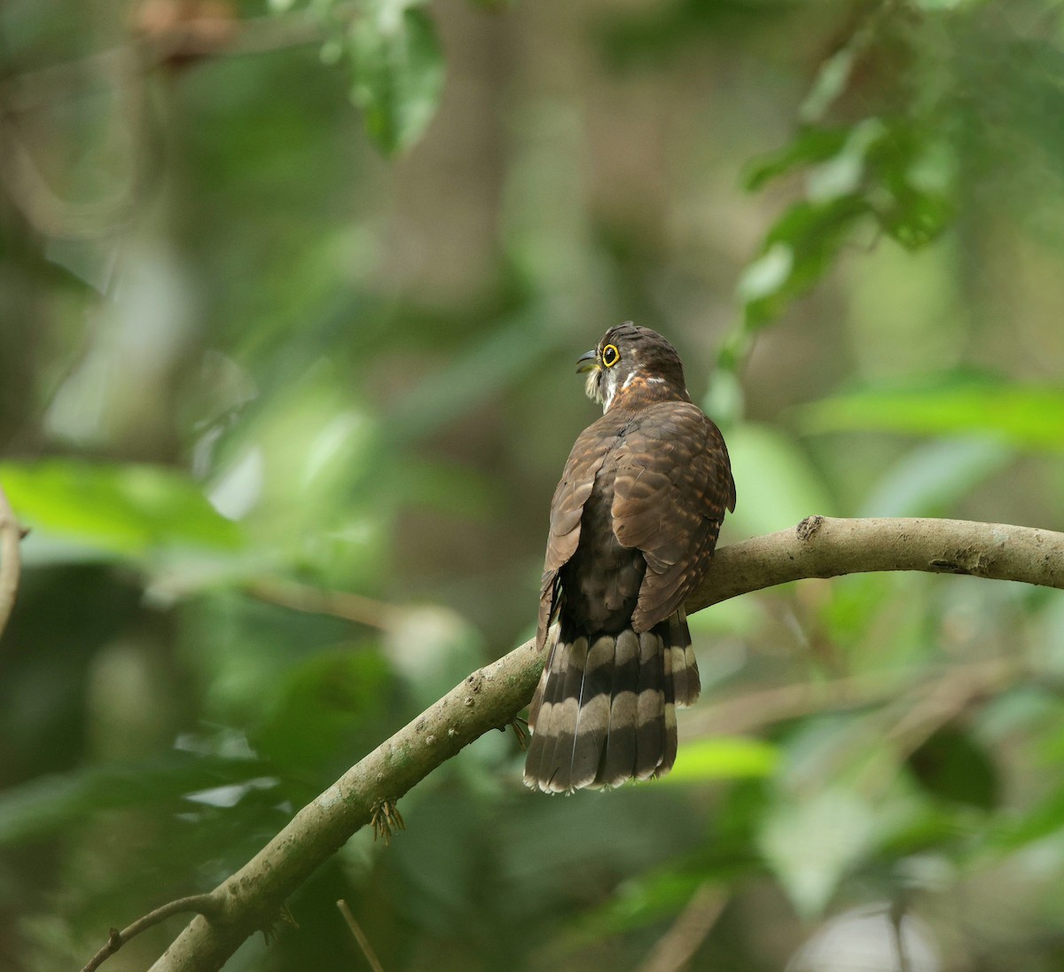 Moustached Hawk-Cuckoo - ML635499977