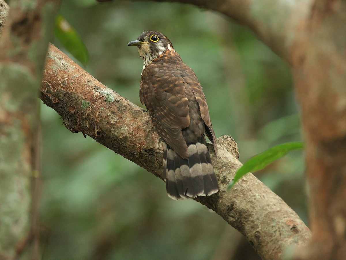 Moustached Hawk-Cuckoo - ML635499983