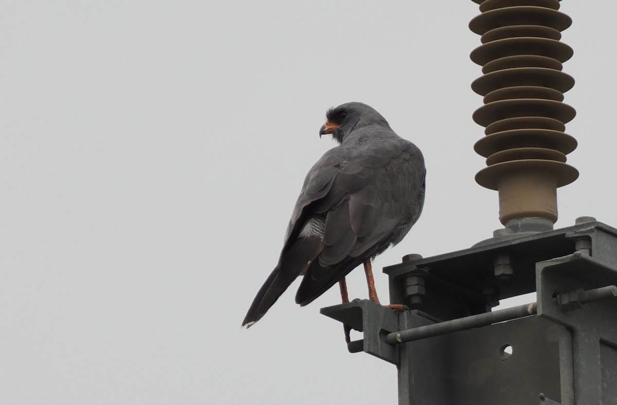Dark Chanting-Goshawk - ML635499991
