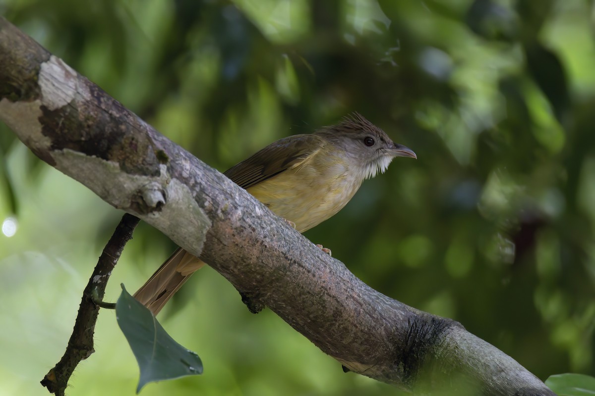 Gray-cheeked Bulbul - ML635499996