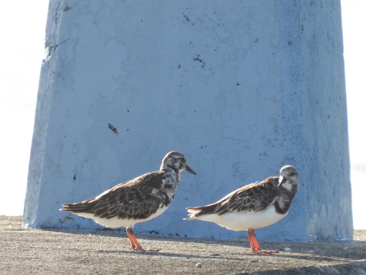 Ruddy Turnstone - ML635500006