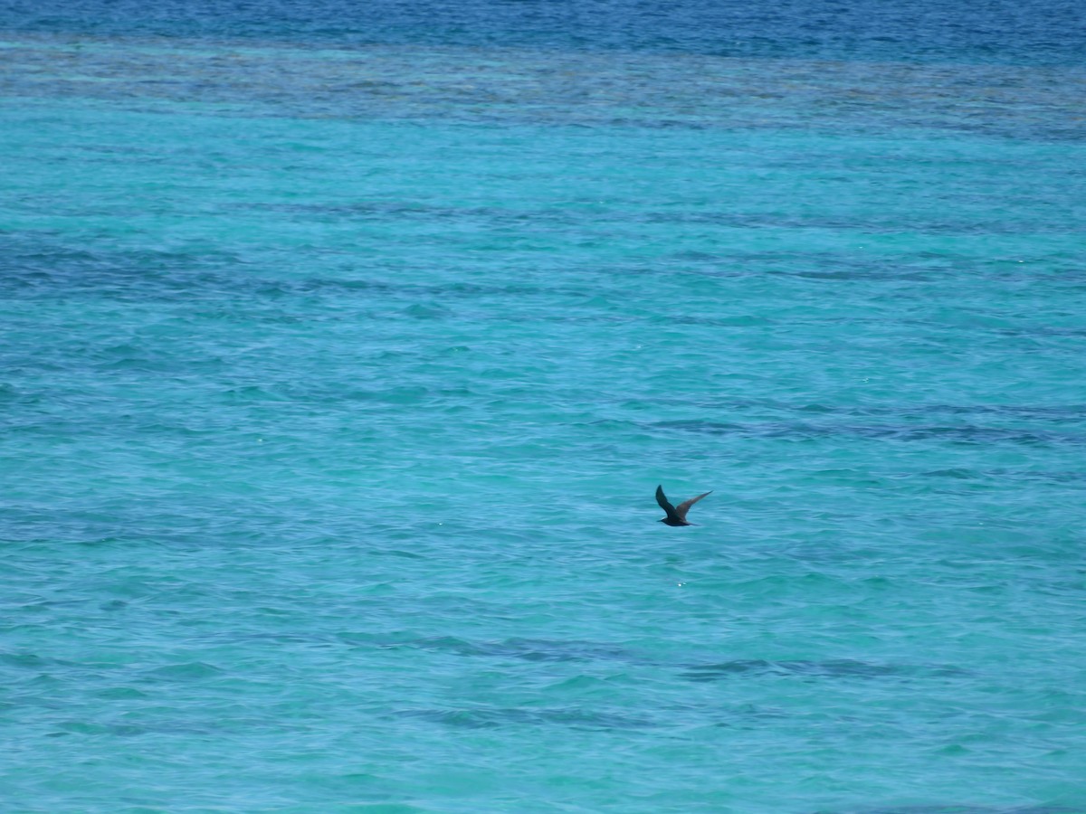 Black Noddy - ML635500052