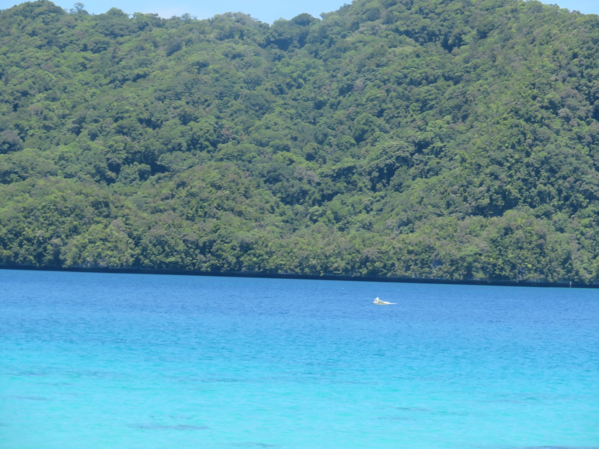 Black-naped Tern - ML635500057