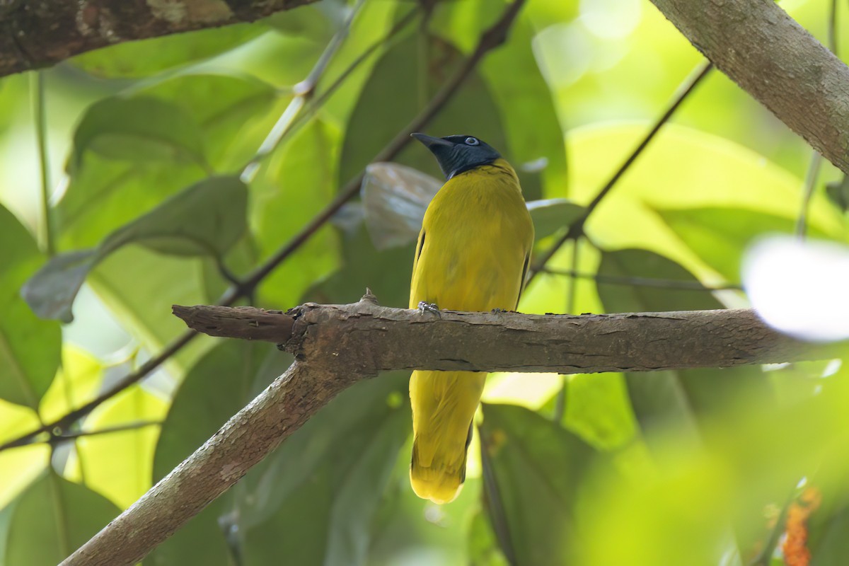 Black-headed Bulbul - ML635500098