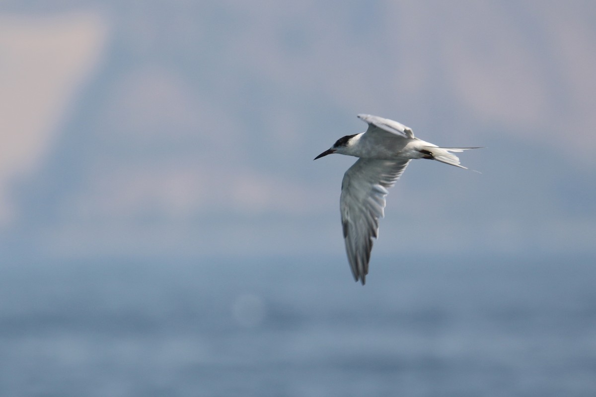 White-cheeked Tern - ML635500124