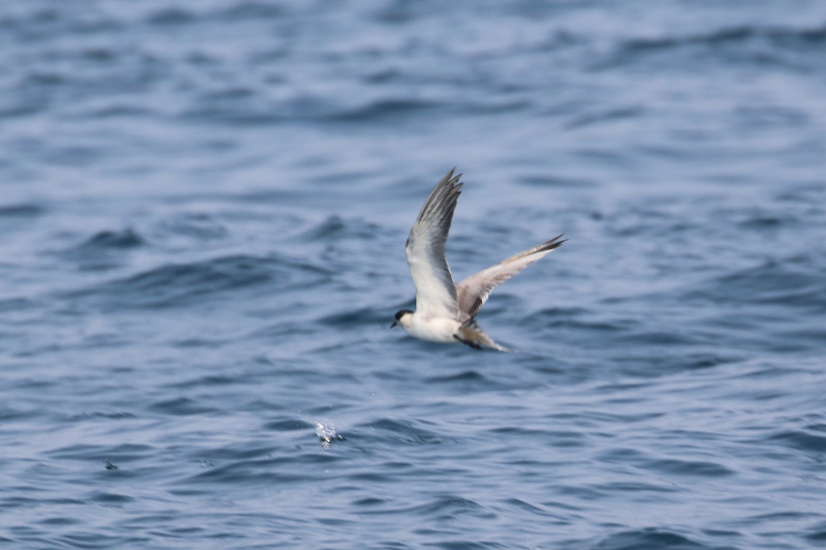 White-cheeked Tern - ML635500125
