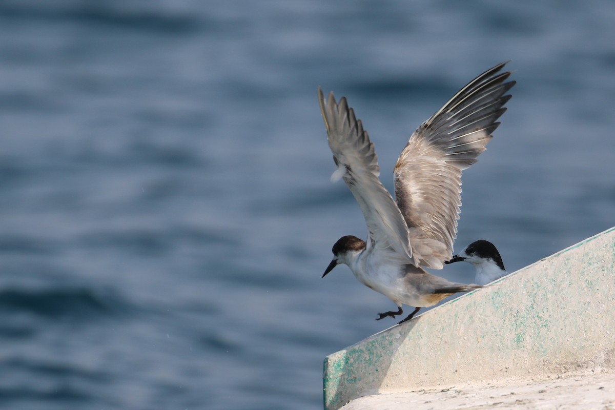 White-cheeked Tern - ML635500126