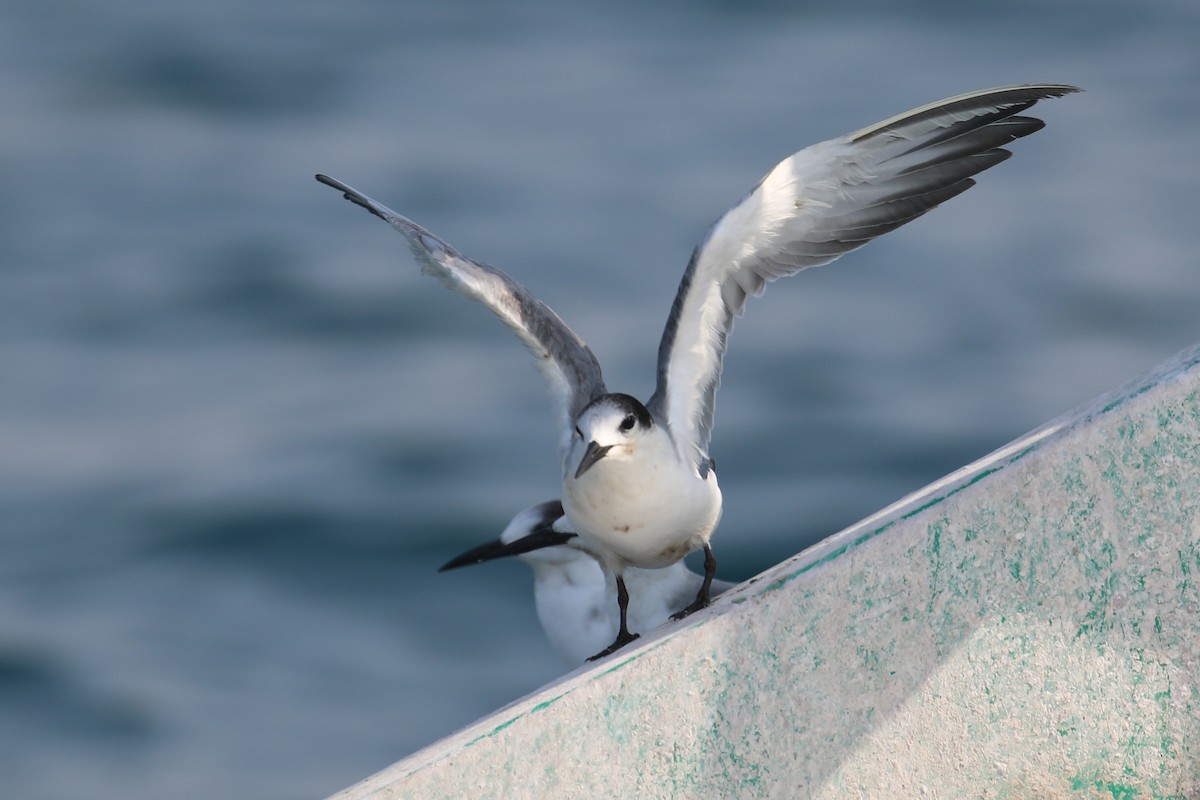 White-cheeked Tern - ML635500127