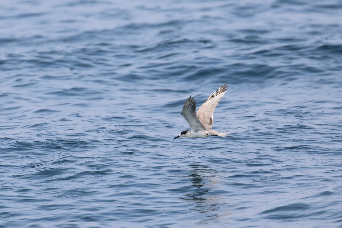 White-cheeked Tern - ML635500128