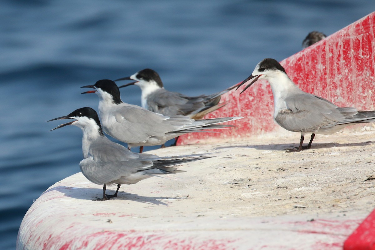 White-cheeked Tern - ML635500129