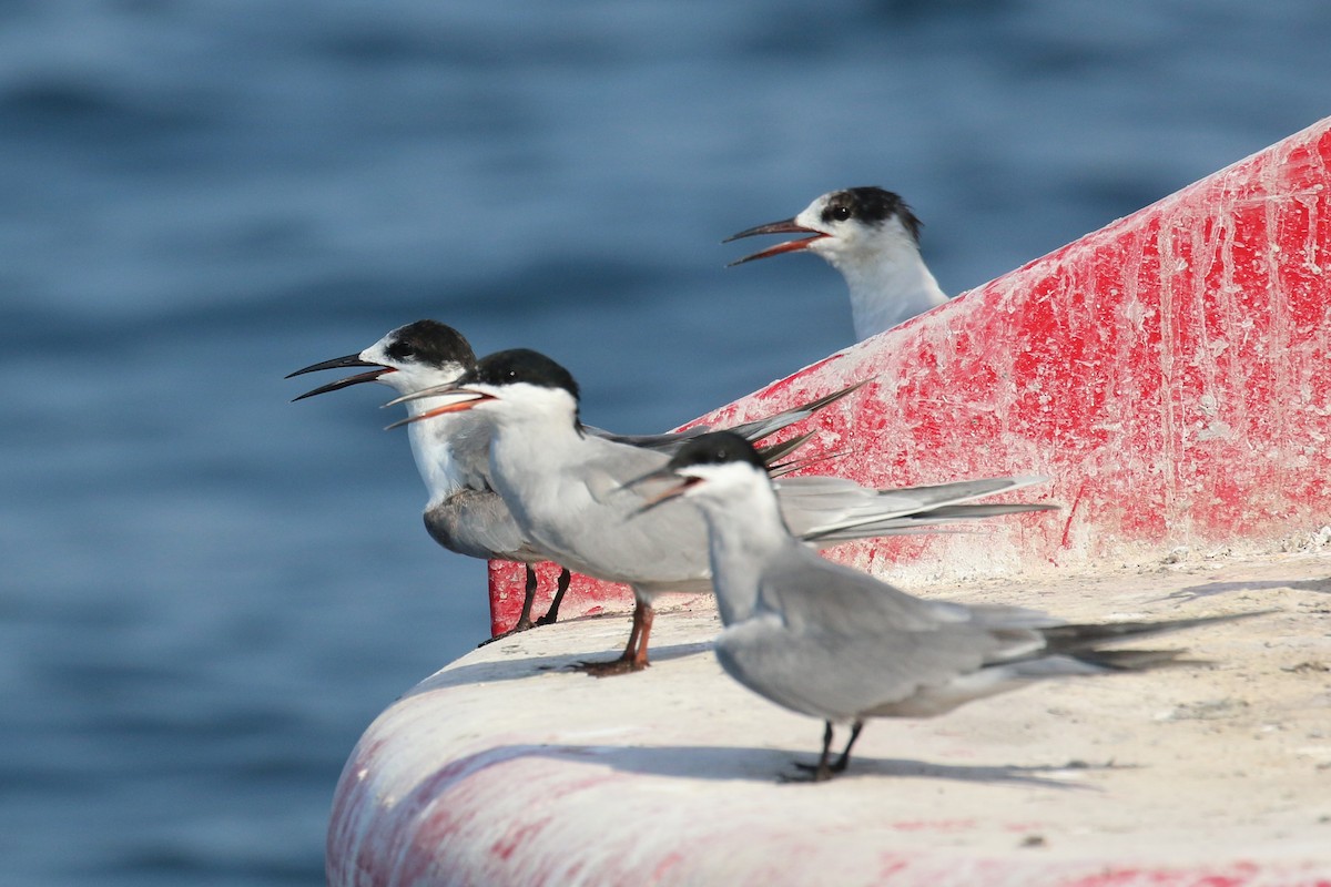White-cheeked Tern - ML635500130