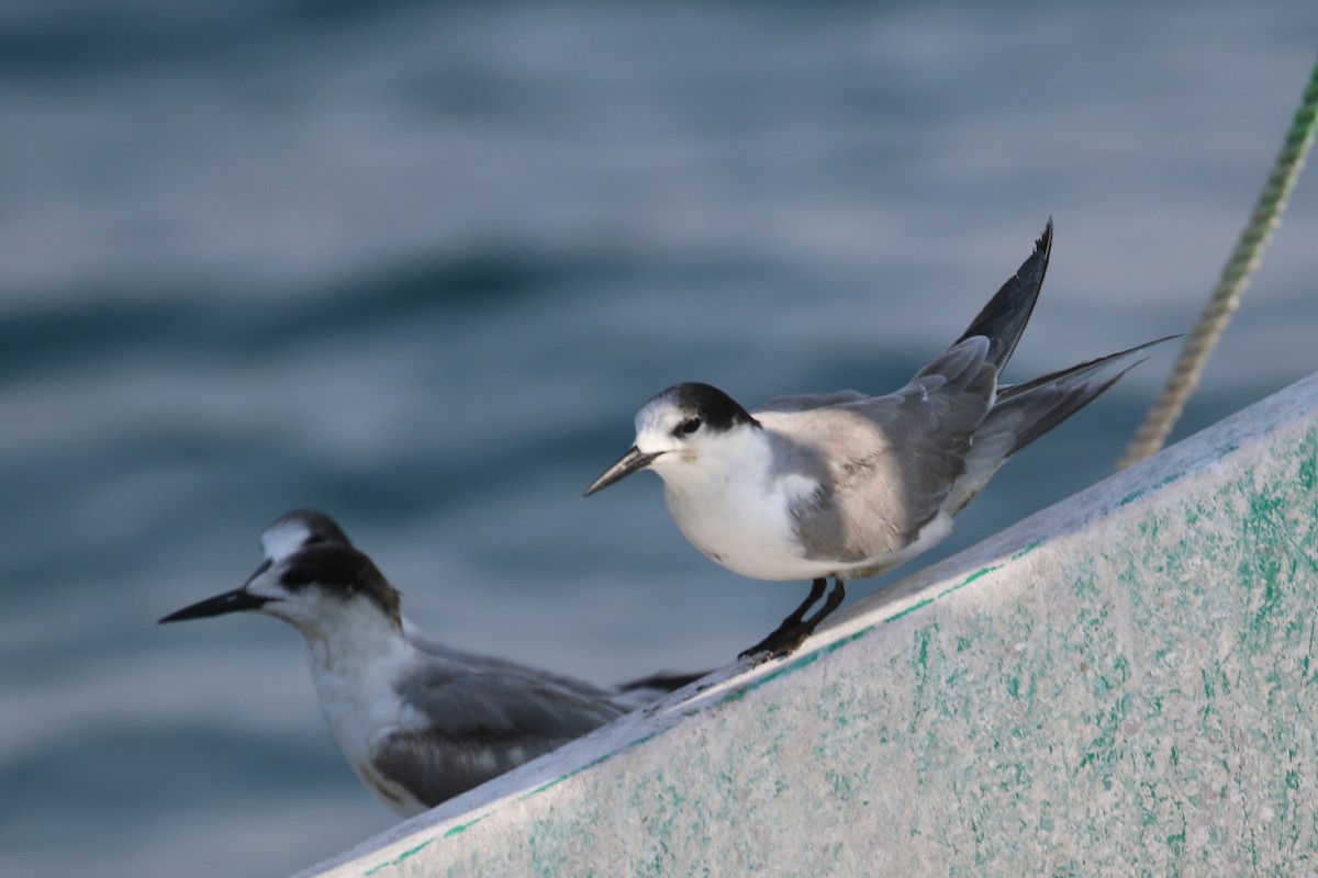 White-cheeked Tern - ML635500131