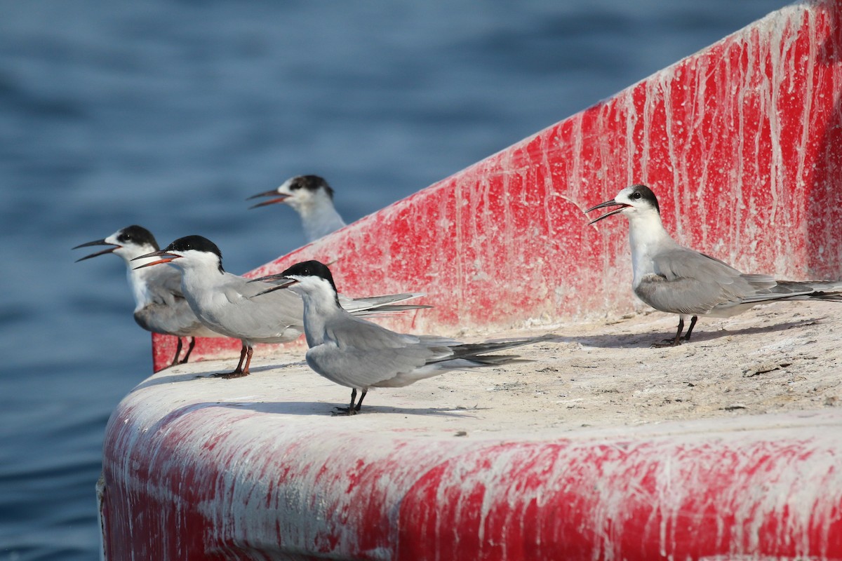White-cheeked Tern - ML635500133
