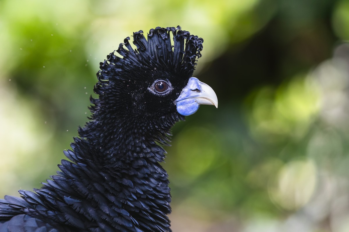 Blue-billed Curassow - ML635500140