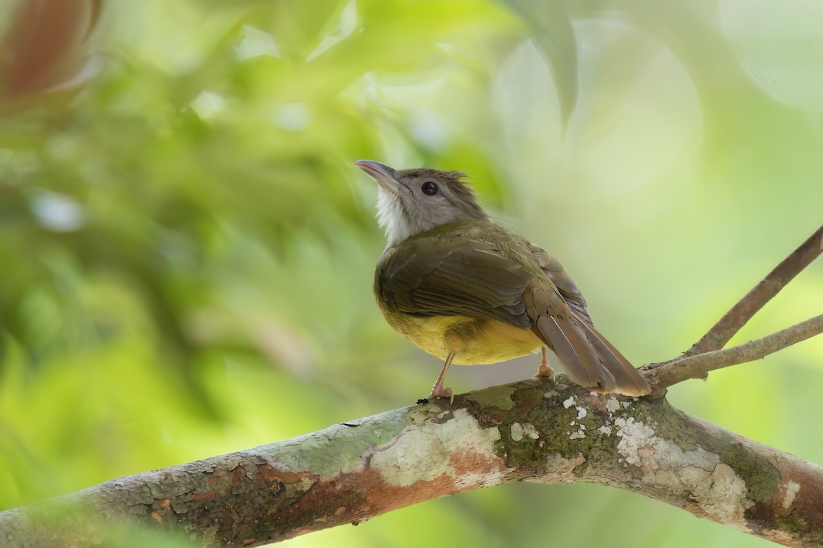 Gray-cheeked Bulbul - ML635500142