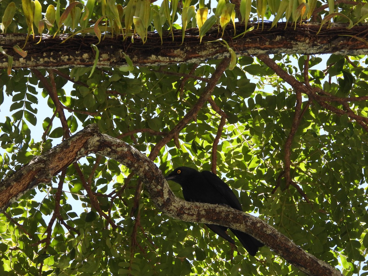 Micronesian Starling - ML635500145