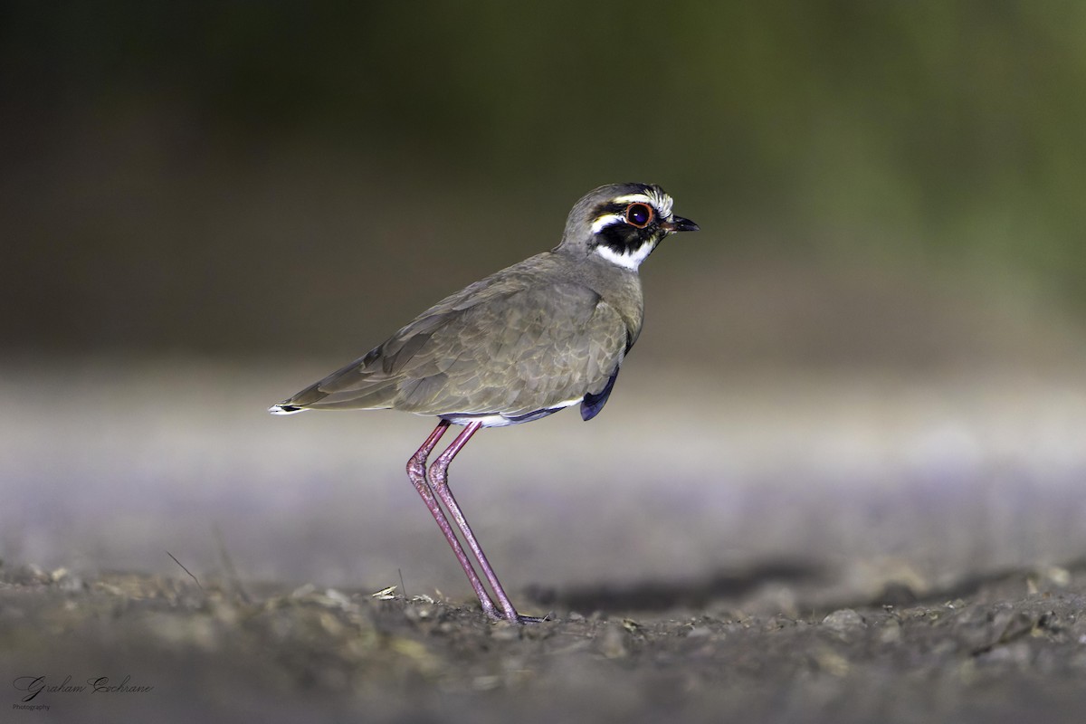 Bronze-winged Courser - ML635500166
