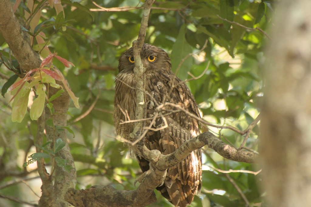Brown Fish-Owl - ML635500181