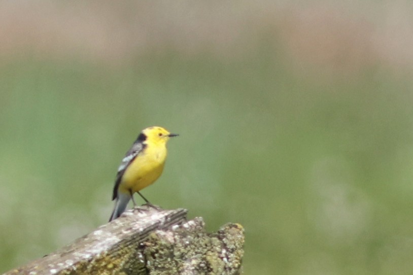 Citrine Wagtail - ML635500184