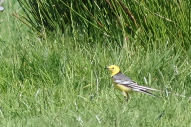 Citrine Wagtail - ML635500185