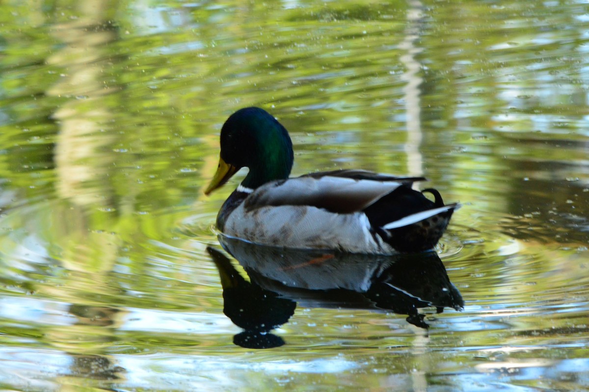 Stockente - ML635500197