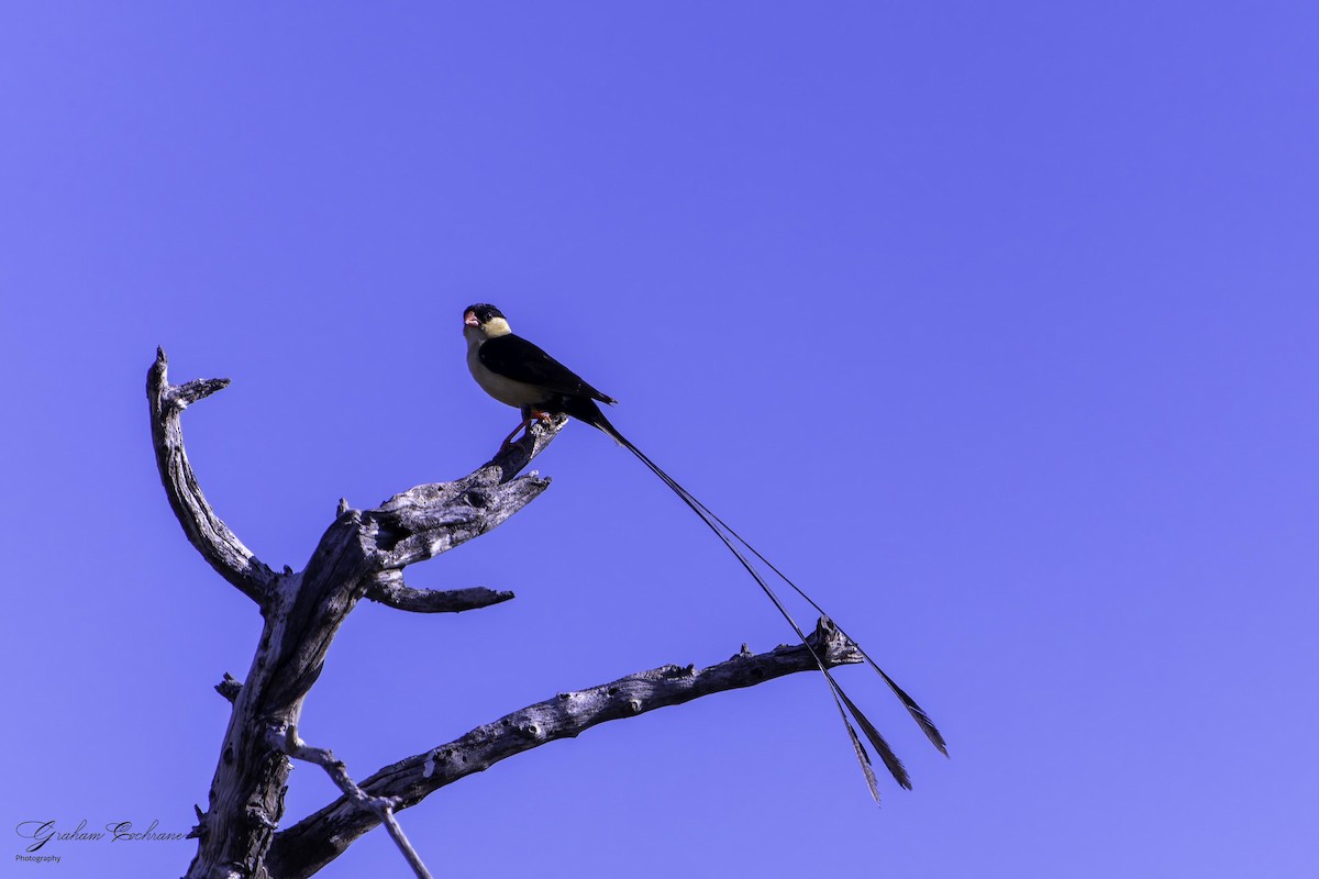 Shaft-tailed Whydah - ML635500282