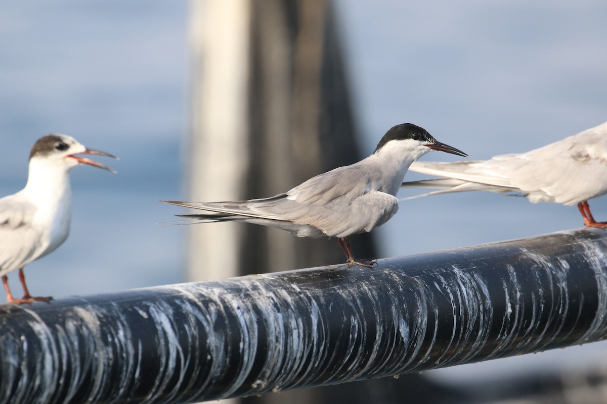 White-cheeked Tern - ML635500323