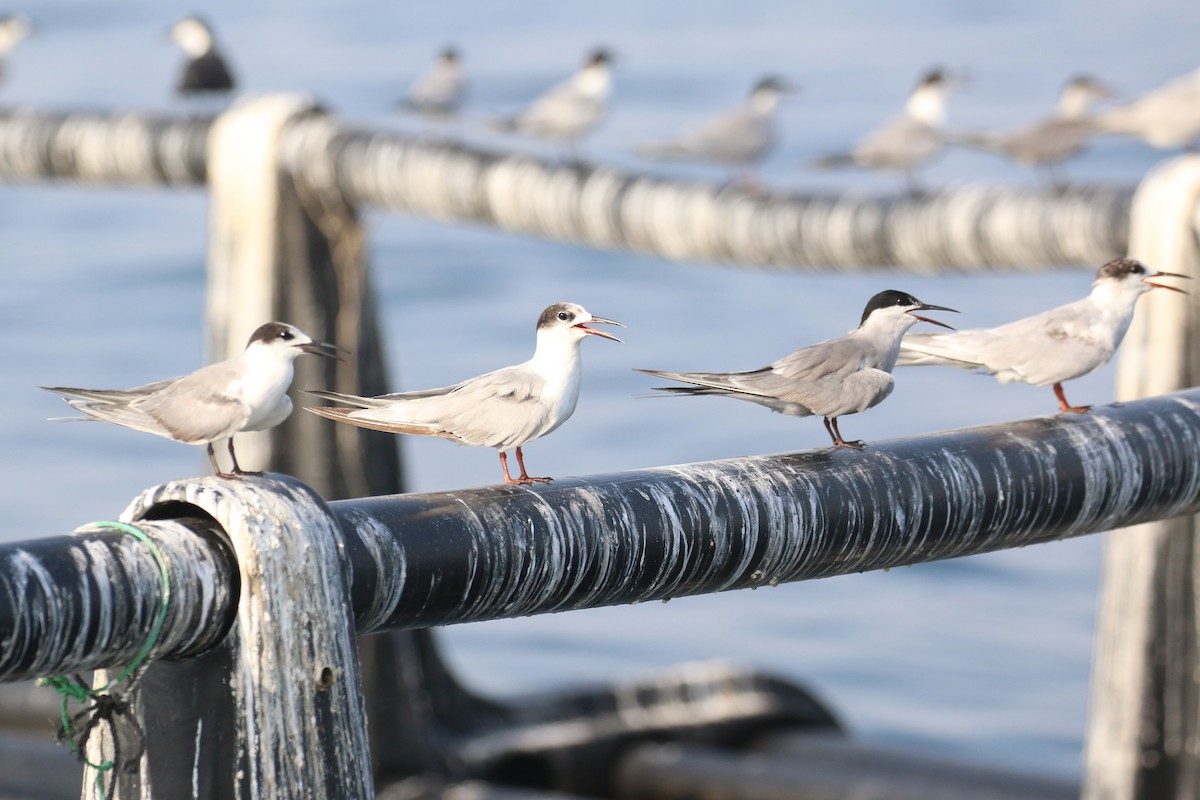 White-cheeked Tern - ML635500327