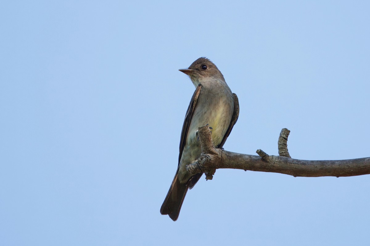 Western Wood-Pewee - ML635500330