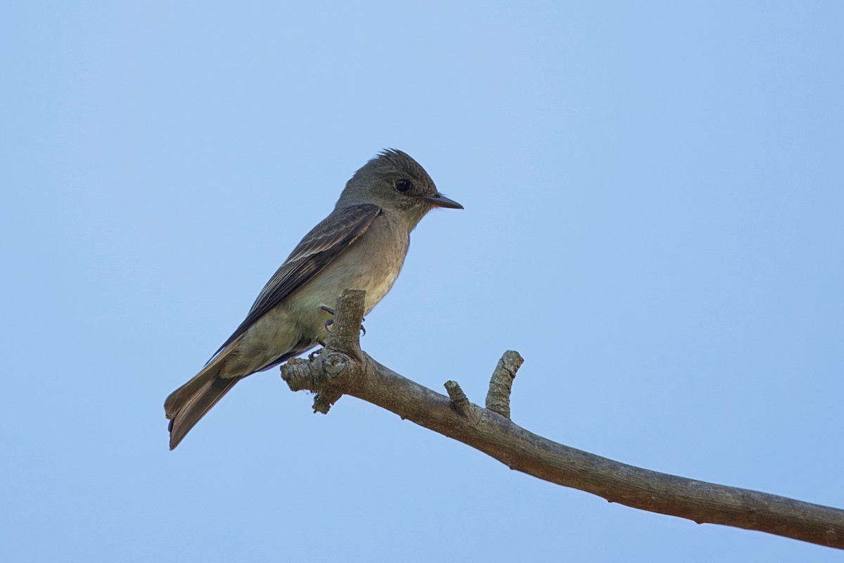 Western Wood-Pewee - ML635500331