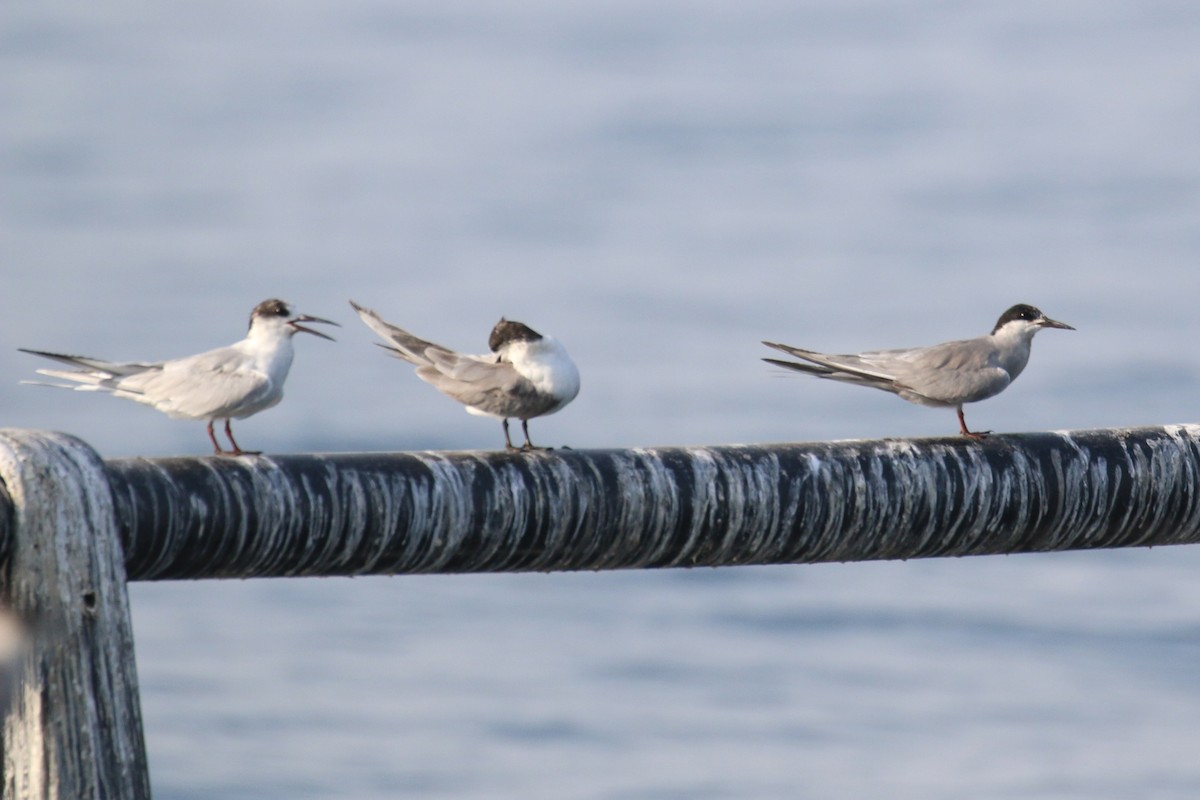 White-cheeked Tern - ML635500347