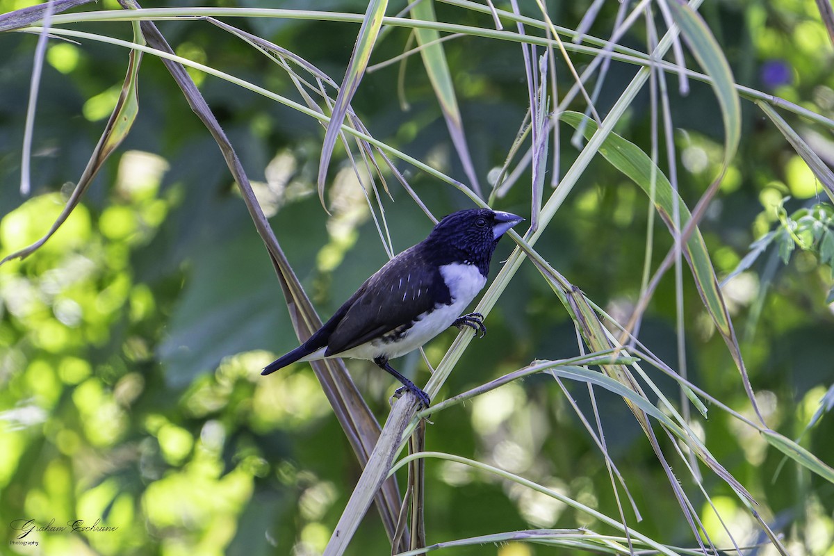 Magpie Mannikin - ML635500351