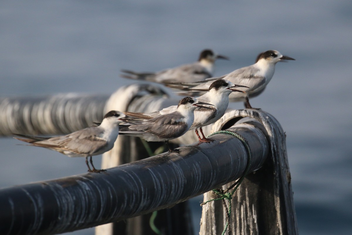 White-cheeked Tern - ML635500358