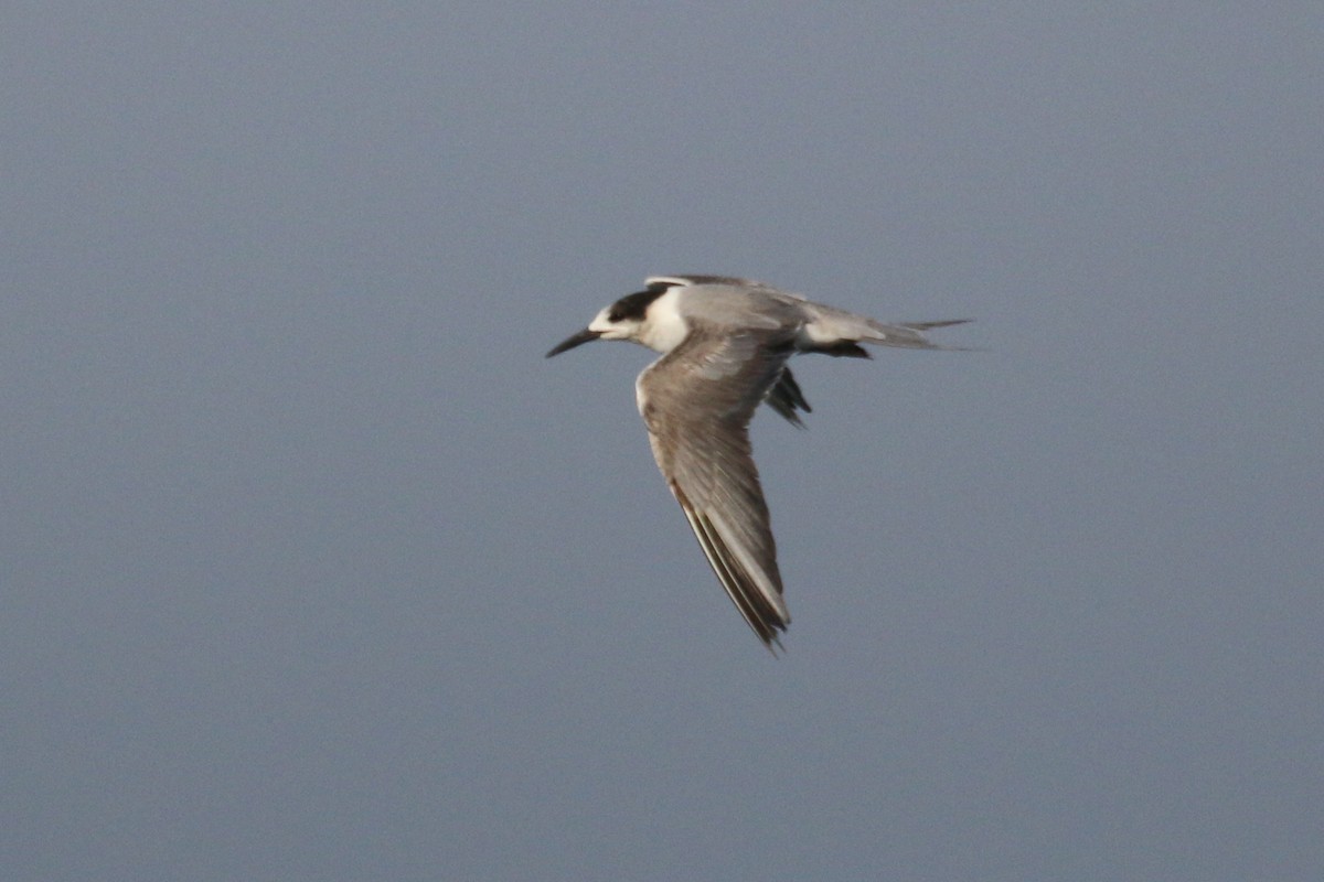 White-cheeked Tern - ML635500364