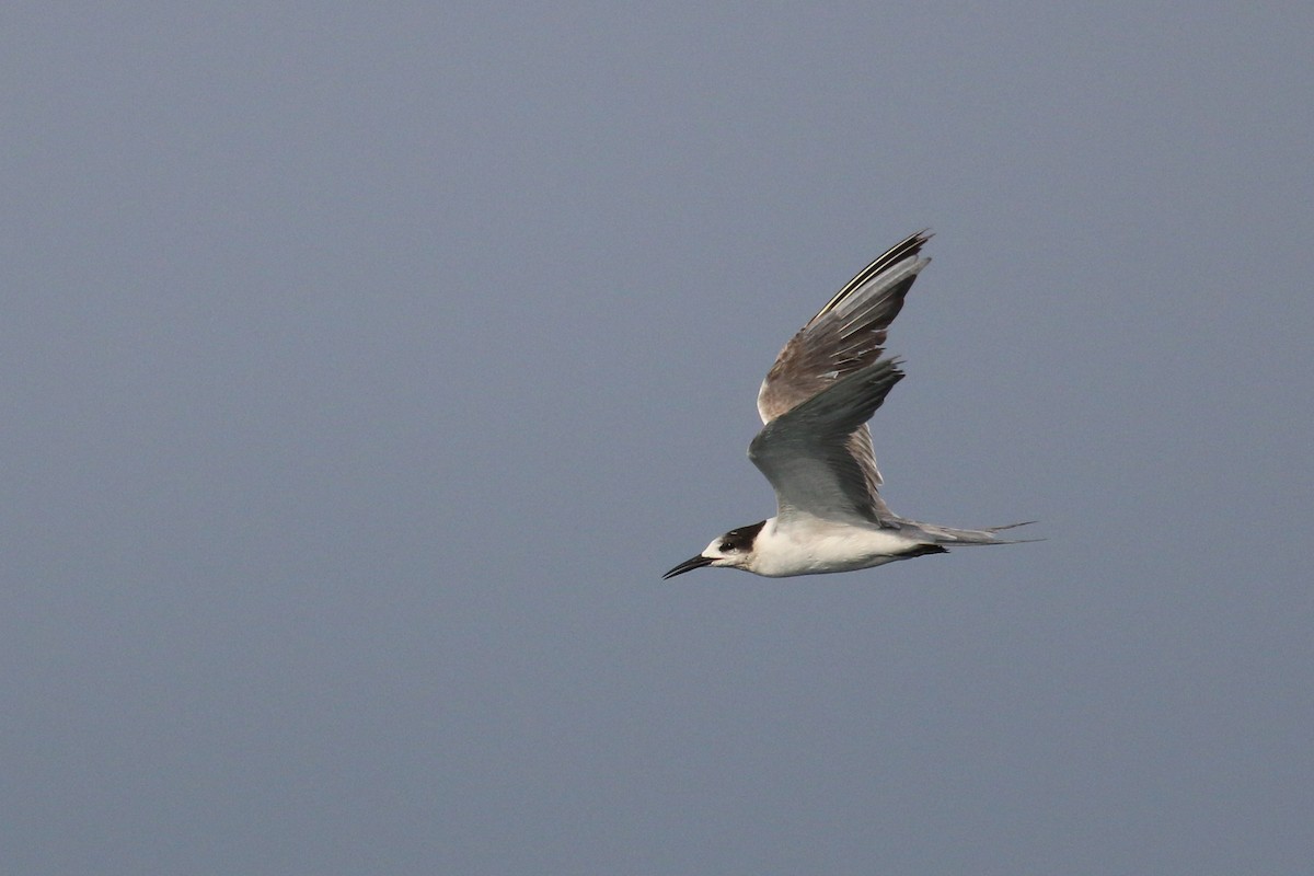 White-cheeked Tern - ML635500365