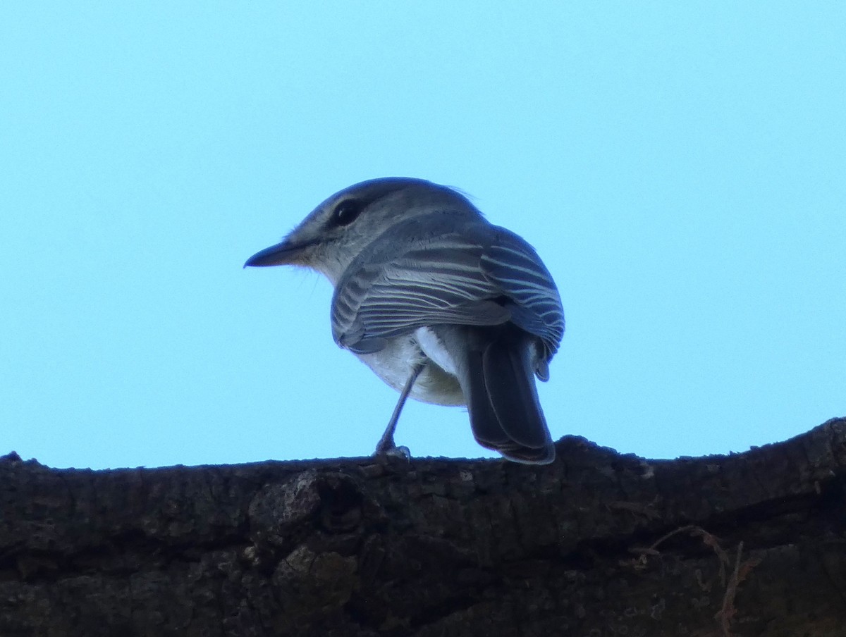 Gray Tit-Flycatcher - ML635500379