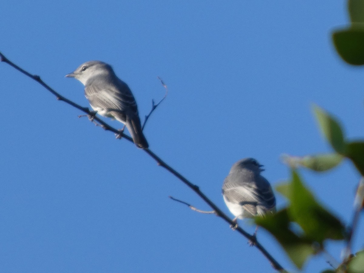 Gray Tit-Flycatcher - ML635500380