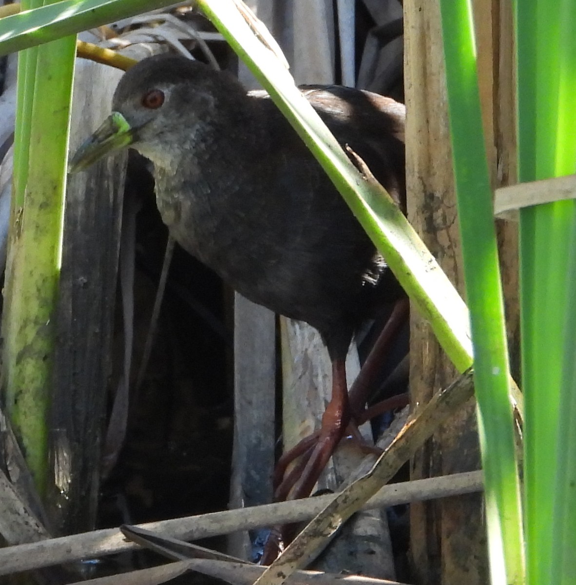 Black Crake - ML635500399