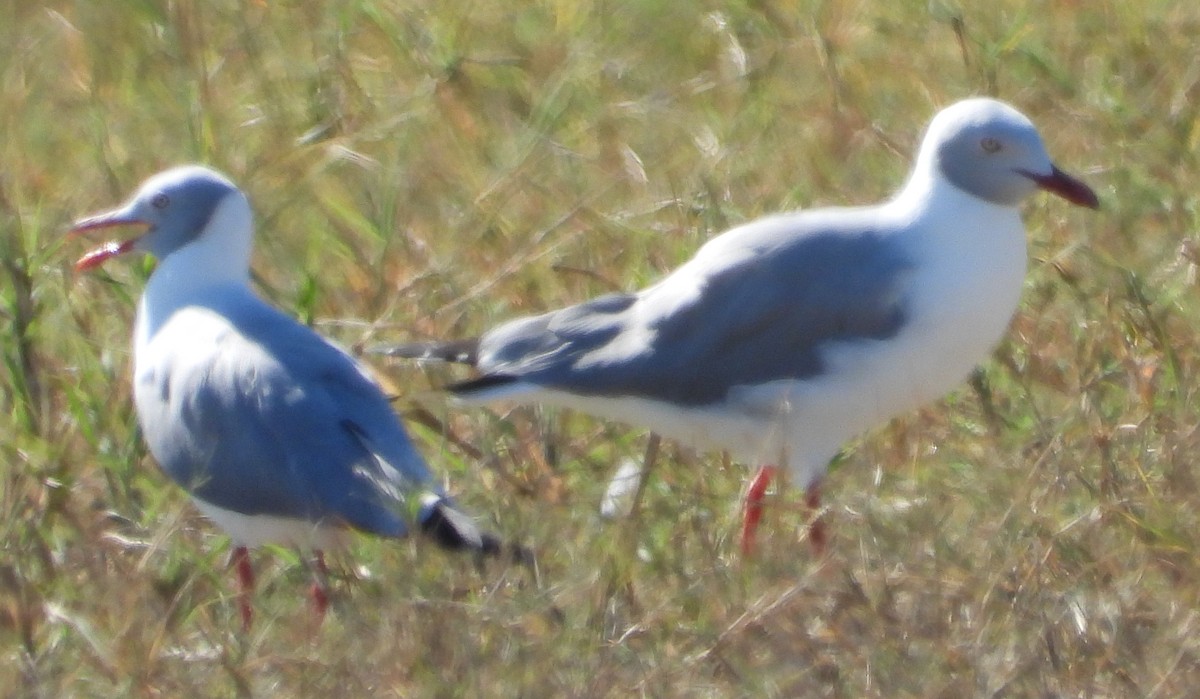 Gray-hooded Gull - ML635500407